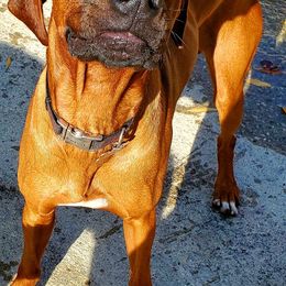 Rhodesian Ridgebacks from Amy's Rhodesian Ridgebacks
