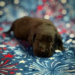 Daphne - Black female Labrador Retriever puppy in Isle, Minnesota from Dog Ear Outfitters