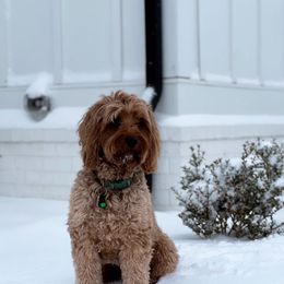Henry - Goldendoodle