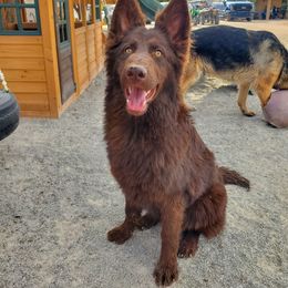 Jubilee - German Shepherd