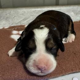 Dark Blue - Tri-color male Bernedoodle puppy in Petersburg, Michigan from Brittany’s Mini Bernedoodles