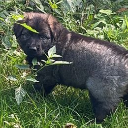 German Shepherd Puppies from Lucas Fiedler