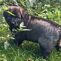 German Shepherd Puppies from Lucas Fiedler