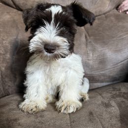 Denver - Parti male Miniature Schnauzer puppy in The Rock, Georgia from Southern Paw Schnauzers