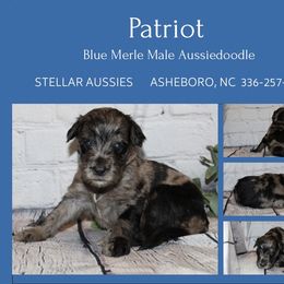 Patriot - Blue merle male Aussiedoodle puppy in Asheboro, North Carolina from Stellar Aussies