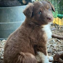 Everest - Red tri female Miniature Australian Shepherd puppy in North Lakeport, California from Wild Rose Ranch
