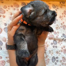 Standard Schnauzer Puppies from Harbor Hill Standard Schnauzers