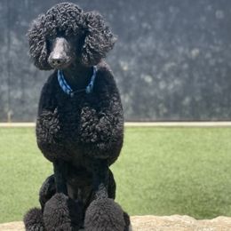 Poodles from Dirt Road Ranch Kennels