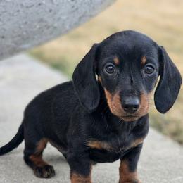 Hazel - Black and tan female Dachshund puppy in Elma, Iowa from Iowa Dachshunds