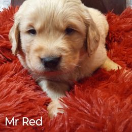 Golden Retriever Puppies from Grand Mound Goldens