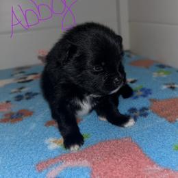 Abby - Black female Pomeranian puppy in Ocala, Florida from Roxy's Pomeranian Puppies