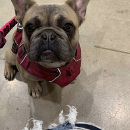 Pink panther - Cream French Bulldog puppy in Dallas, Texas from Stidham Family Kennels