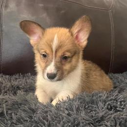 KM M4 - Sable male Pembroke Welsh Corgi puppy in Stockton, Iowa from Infinity Corgis