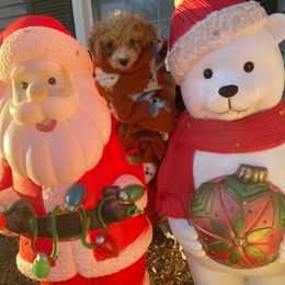 Dexter - Apricot male Goldendoodle puppy in Cumberland, Rhode Island from minigoldendoodlesofRI