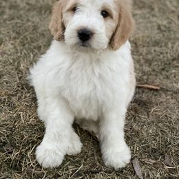 Bernedoodle and Bernese Mountain Dog Puppies from Mountain Top Bernedoodles