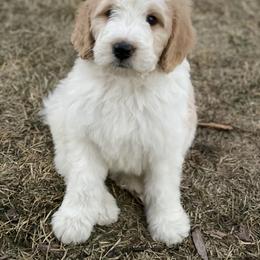 Bernedoodle and Bernese Mountain Dog Puppies from Mountain Top Bernedoodles