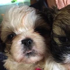 Shih Tzus and Shorkies from Joann's Pups