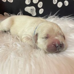 Golden Retriever Puppies from Hat Creek Goldens