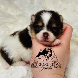 Pomeranian Puppies from Treasured Jewels Pomeranians