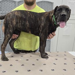 Green Collar Girl - AKC and ICCF - Keke x Fumo - Black brindle female Cane Corso puppy in Gorman, Texas from McOmber Country Kennels