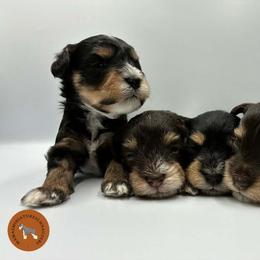 Magna - Black male Miniature Schnauzer puppy in Phoenix, Arizona from Sabrina's Miniature Schnauzers