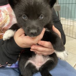 Pomsky Puppies from Urban Sky Kennel