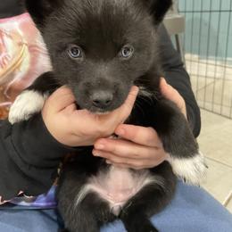 Pomsky Puppies from Urban Sky Kennel