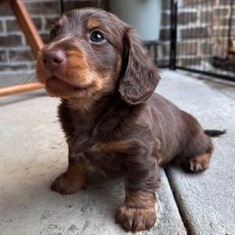 Charlie - Chocolate and tan male Dachshund puppy in Enterprise, Alabama from Kismet Doxies