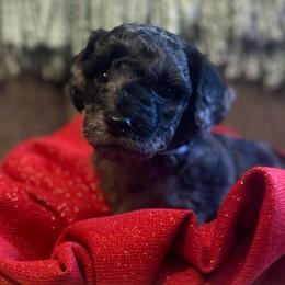 Curry - Merle male Goldendoodle puppy in Greenville, South Carolina from Law Doodles of SC