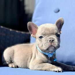 Zephyr - Blue male French Bulldog puppy in Miami, Florida from Haus of Pawz