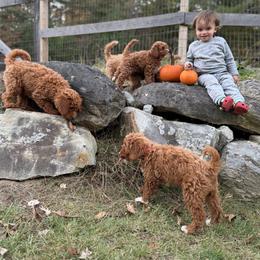 Goldendoodle Puppies from Woodland Acres