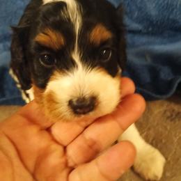 Bella - Tri-color female Cavapoo puppy in East Providence, Rhode Island from Marta's Cavaliers