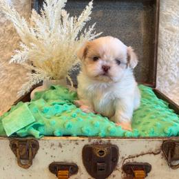Brook - Liver male Shih Tzu puppy in Success, Missouri from Sweet Success