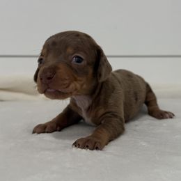 Peanut - Dapple female Dachshund puppy in Callahan, Florida from Little Foot Kennels