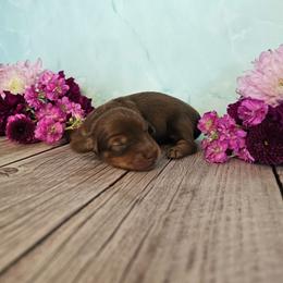 Miguel - Chocolate and tan male Dachshund puppy in Florence, Arizona from Doxie Town Az