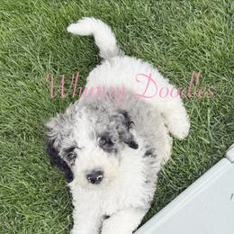 Zeus - Blue merle male Bernedoodle puppy in Omaha, Nebraska from Whimsy Doodles