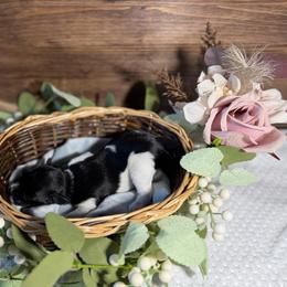 Rosie - Parti female Miniature Schnauzer puppy in Sacramento, California from Valdez Mini Schnauzers