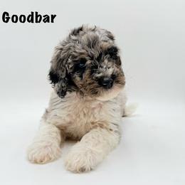 Mr. Goodbar - Merle male Goldendoodle puppy in Milford, Pennsylvania from Doodles Are Golden