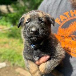 Zazu - Sable male Working Dog Cross puppy in Sheridan, Arkansas from Dark Sky Kennels