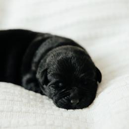 Blue Boy - Black male Labrador Retriever puppy in Southington, Ohio from Ridgemere Retrievers