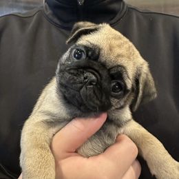 Girl 2 - Fawn female Pug puppy in Hemet, California from Greek God Pugs