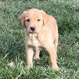 Purple collar female - Yellow female Labrador Retriever puppy in Stokesdale, North Carolina from Belews Creek Gundogs