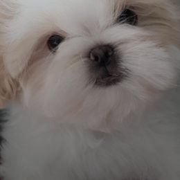 Shih Tzus from Leoni Di La Cassa Di Nataly