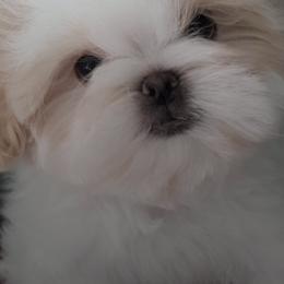 Shih Tzus from Leoni Di La Cassa Di Nataly