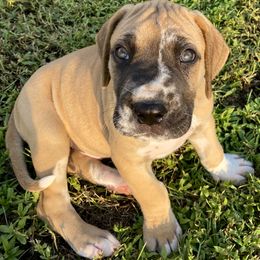 Great Dane Puppies from Virginia Great Danes
