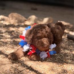 Harley - Chocolate female Goldendoodle puppy in Arlington, Texas from Chambers Doodle Patch