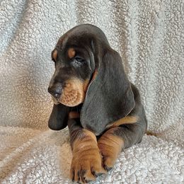 Sandy - Blue tan and white female Basset Hound puppy in Kingsport, Tennessee from Bear’s Bassets