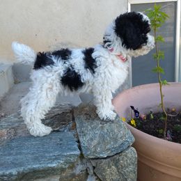 Aussiedoodle and Poodle Puppies from Ray Poodles