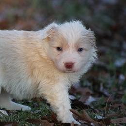 Gold female 3 - Gold female Border Collie puppy in Tylertown, Mississippi from Cool Meadow Farms