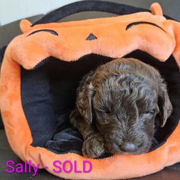 Sally - Chocolate female Labradoodle puppy in Phelan, California from Family Doodles